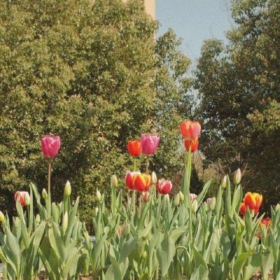 管家婆期期四肖四码中特管家下载手机版